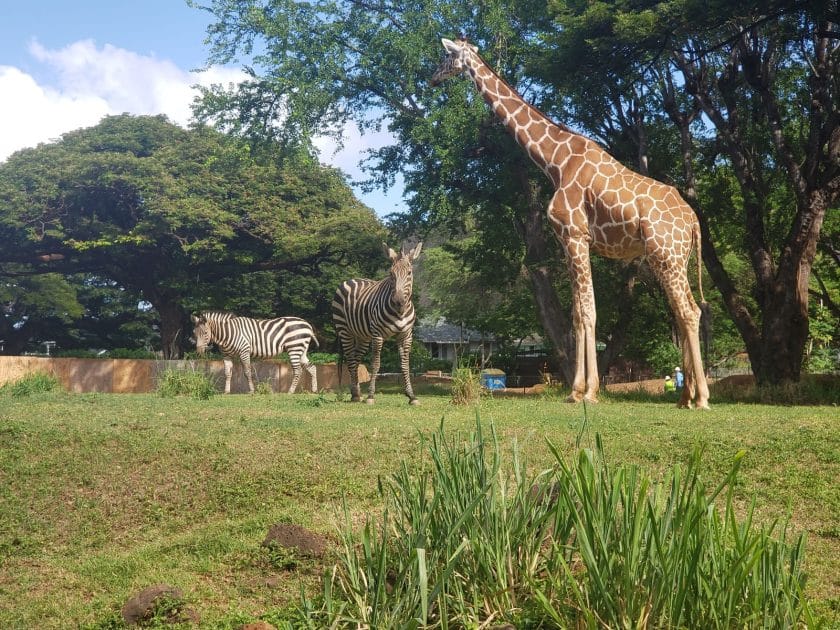 Atracciones en Honolulu, Hawái Honolulu Zoo. Foto de Google Maps de Matthew Ziegler Atracciones en Honolulu, Hawái Honolulu Zoo