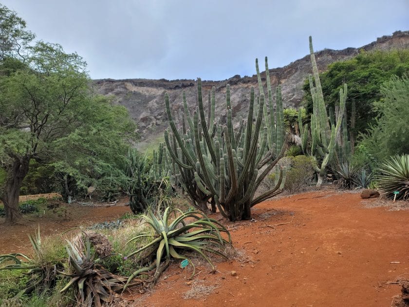 Atracciones en Honolulu, Hawái Koko Crater Botanical Garden. Foto de Google Maps de Rizlie Villanueva Atracciones en Honolulu, Hawái Koko Crater Botanical Garden