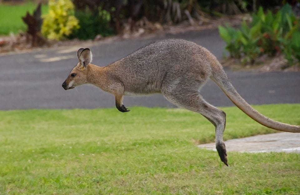 Itinerario de viaje por Australia en 20 días Wallaby Ualabí en Kangaroo Island