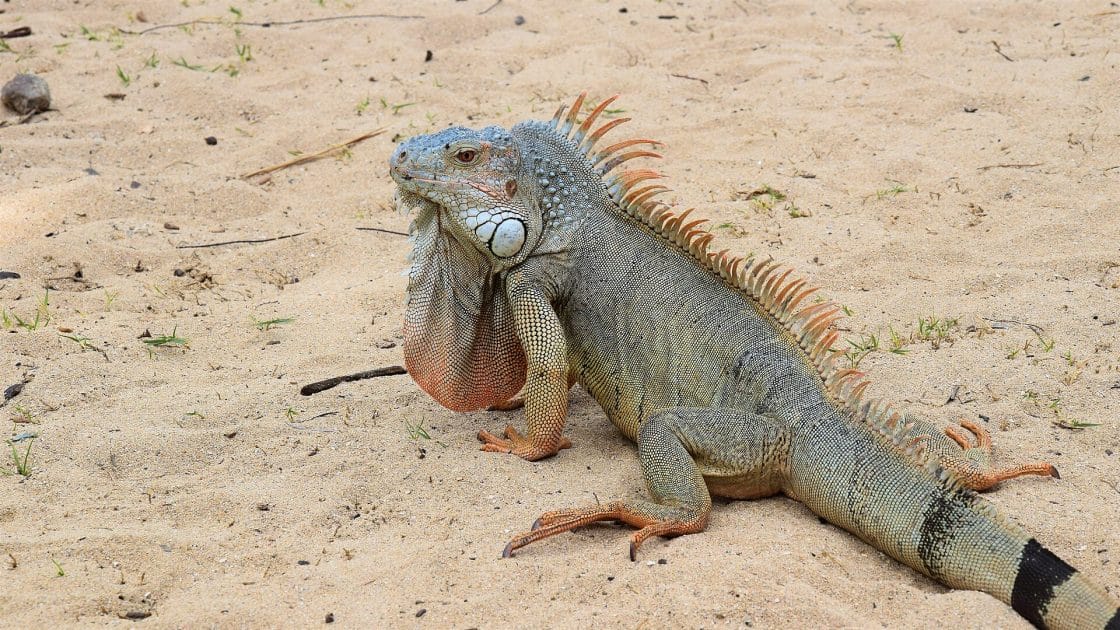 Sitios turísticos de isla San Martín en el Caribe Iguana en Ilet Island