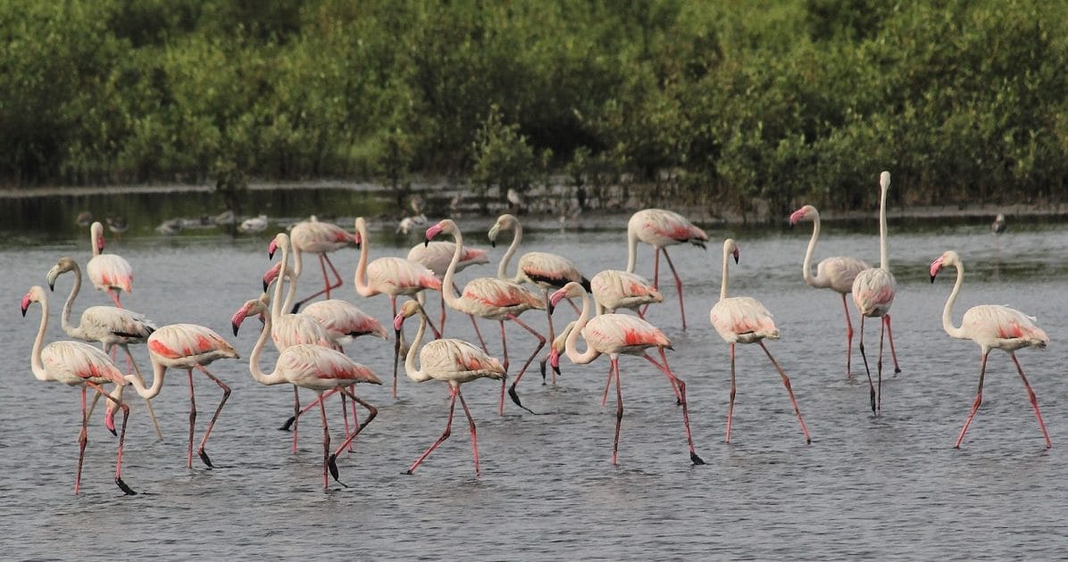 Turismo en isla Diu, India Flamencos en Fuman