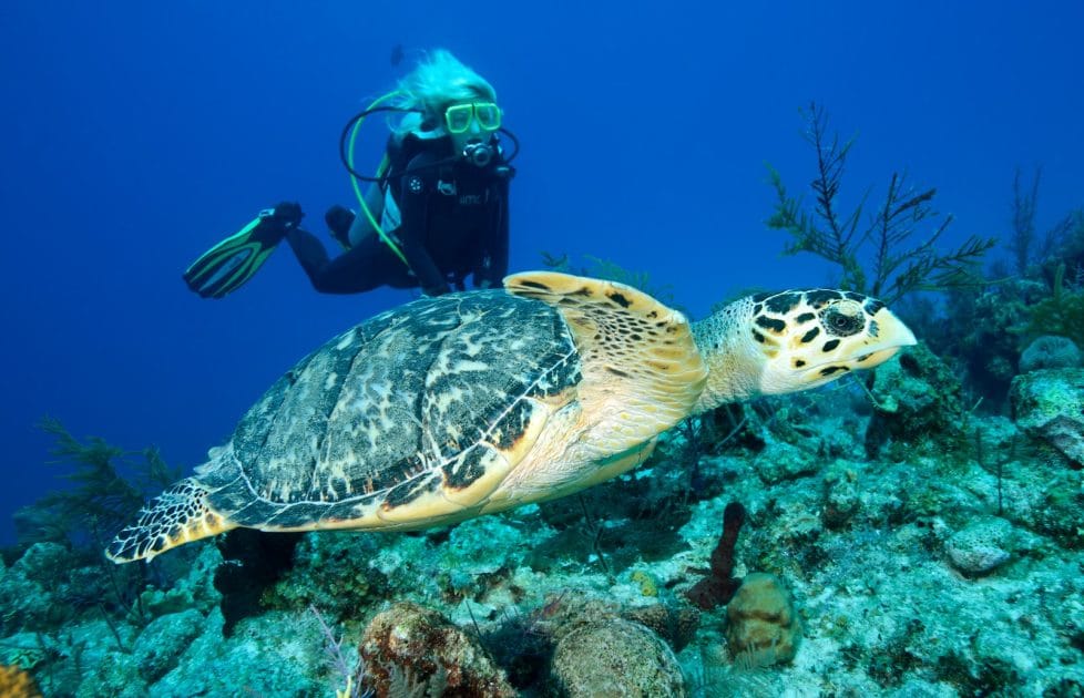 Territorios británicos de ultramar en el Caribe Buceo en Turcas y Caicos