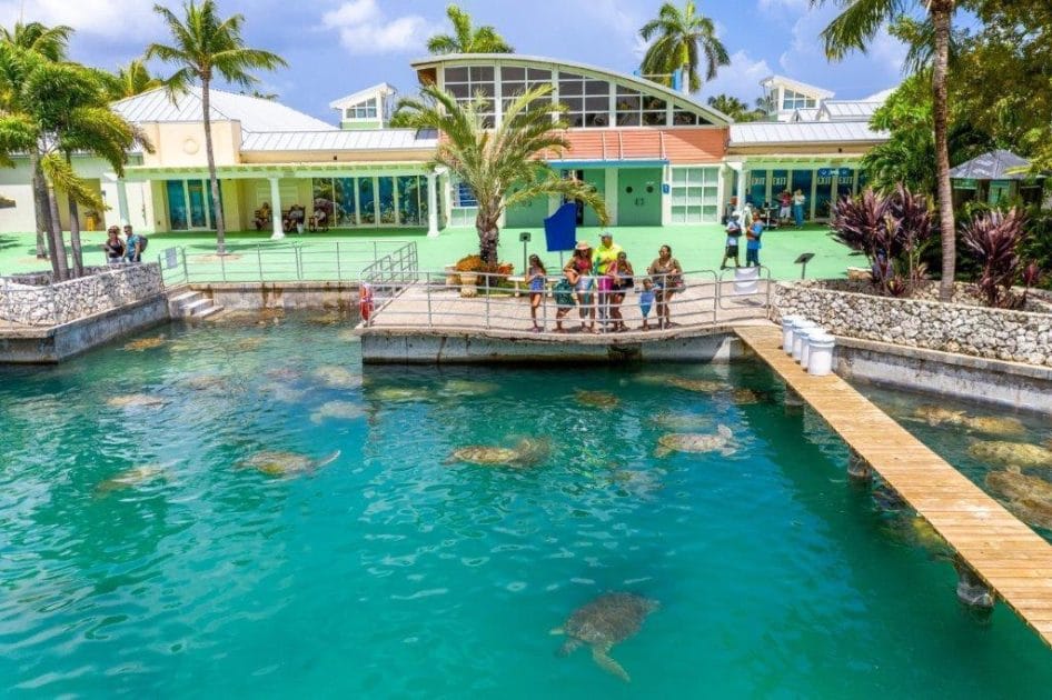 Turismo en Islas Caimán Cayman Turtle Centre. Foto de Google Maps de Cayman Turtle Centre Turismo en Islas Caimán Cayman Turtle Centre