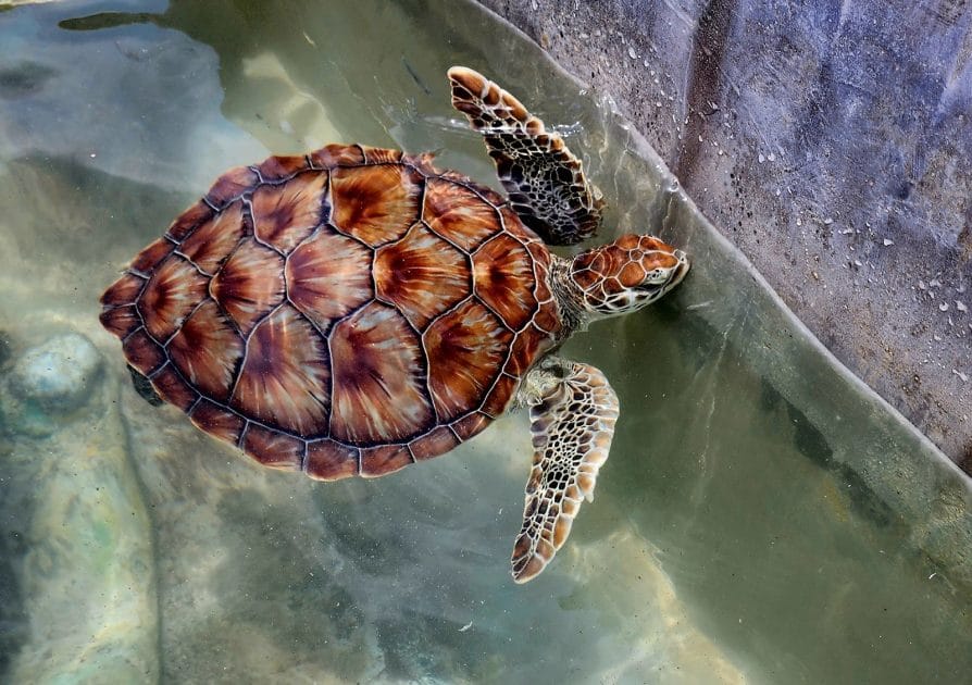 Turismo en Islas Caimán Tortuga en Turtle Centre. Foto de Google Maps de B M Turismo en Islas Caimán Tortuga en Turtle Centre