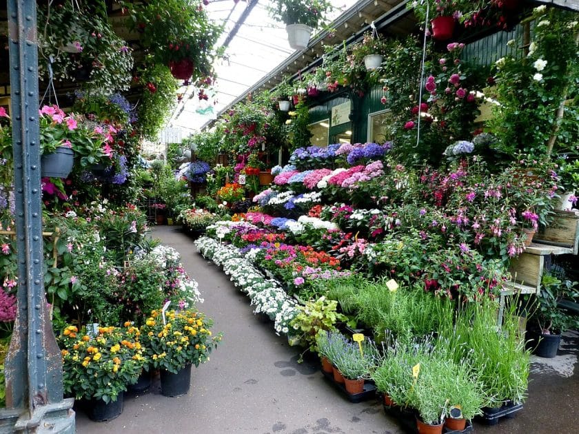 Turismo en París Marché aux Fleurs Reine Elizabeth II. Par Als33120 — Travail personnel, CC BY SA 4.0 Turismo en París Marché aux Fleurs Reine Elizabeth II
