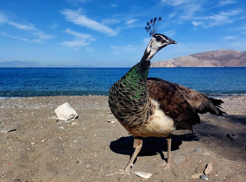 Mejores islas del Dodecaneso Pavo real en la Playa de Plaka