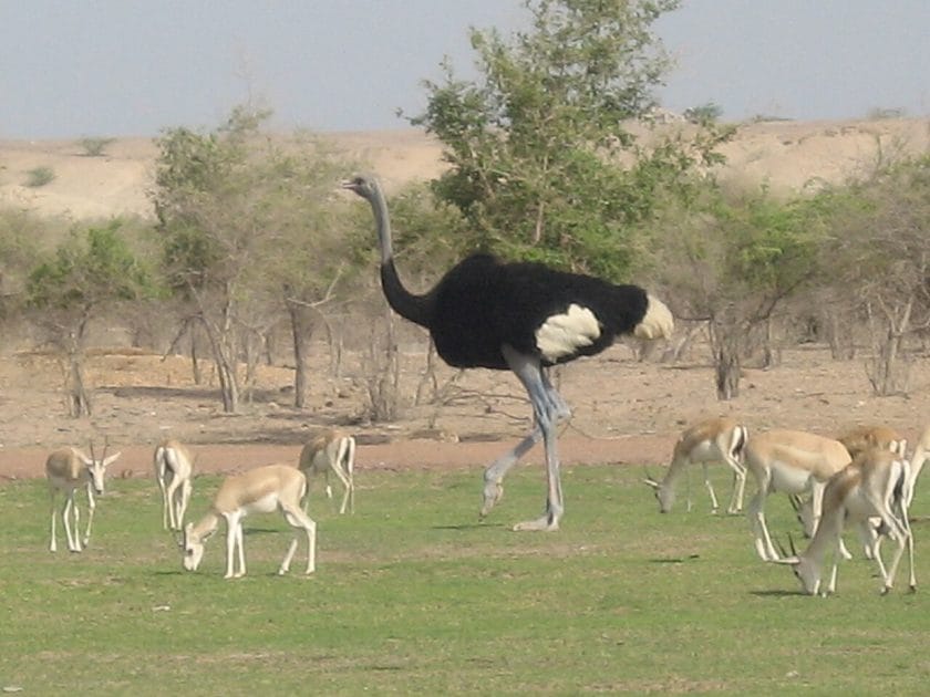 Islas del Golfo Pérsico Fauna en Sir Bani Yas