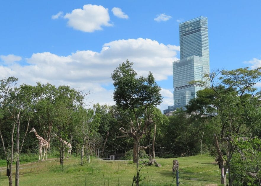 Qué ver en Osaka en 3 días Zoo Tennoji con el Abeno Harukas al fondo By KishujiRapid Own work, CC BY SA 4.0 Qué ver en Osaka en 3 días Zoo Tennoji con el Abeno Harukas al fondo