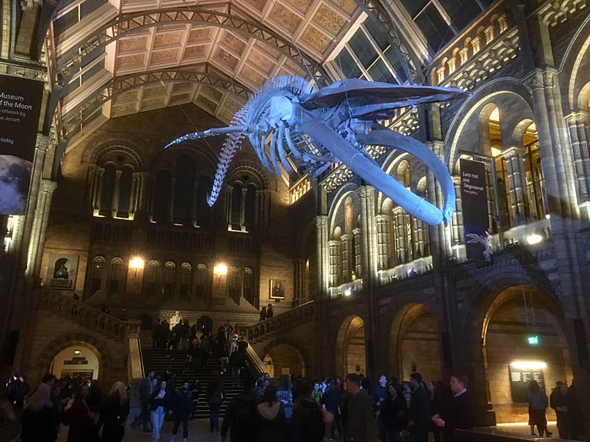 Esqueleto de ballena azul en el Museo de Historia Natural