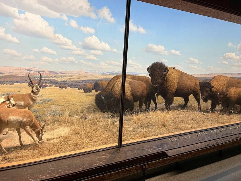 Cuáles son los mejores museos de Nueva York. Exposición de mamíferos norteamericanos en el Museo de Historia Natural