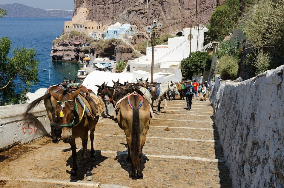 Burros en las escaleras Karavoládes sobre el puerto Skala de Santorini 