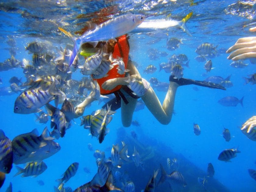 Snorkel en Carlysle Bay 