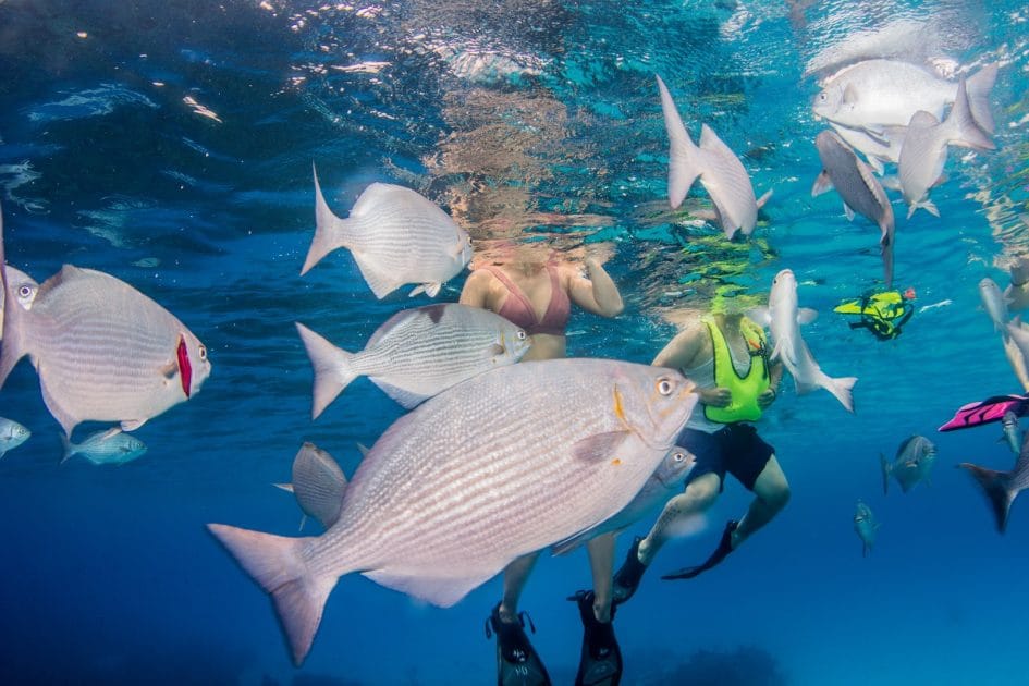 Snorkel en Roatán