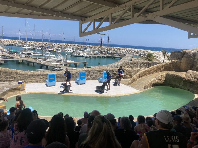 Espectáculo con leones marinos en el Ocean World 
