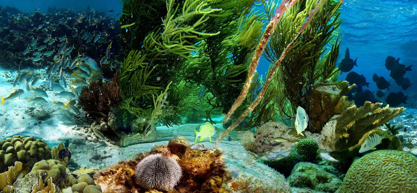 Fondo marino de Bonaire By Michal Strzelecki, Wojtek Strzelecki & Jerzy Strzelecki Own work, CC BY 3.0 Fondo marino de Bonaire