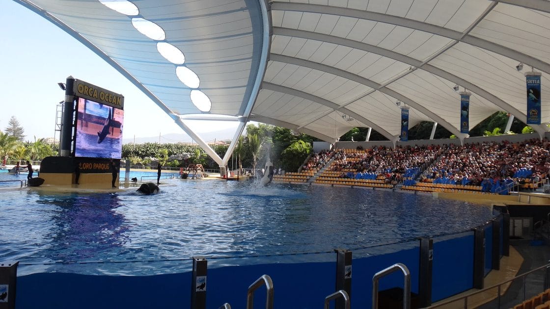 Espectáculo con orcas en Loro Parque