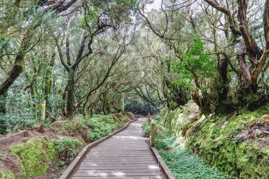Sendero en Anaga 