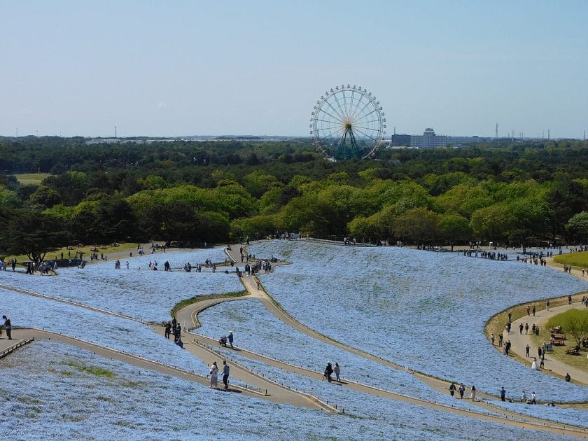 Hitachi Seaside Park en Hitachinaka 