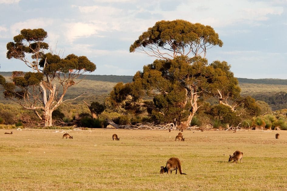 Canguros en Kangaroo Island 