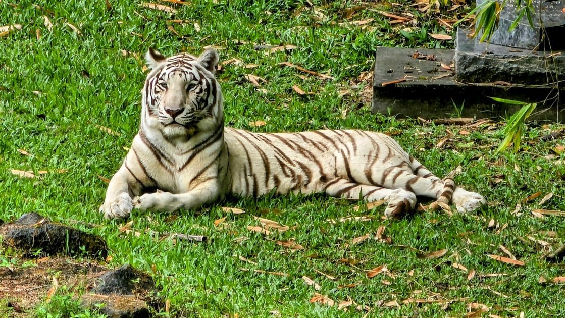 Tigre blanco en Panaʻewa Rainforest Zoo