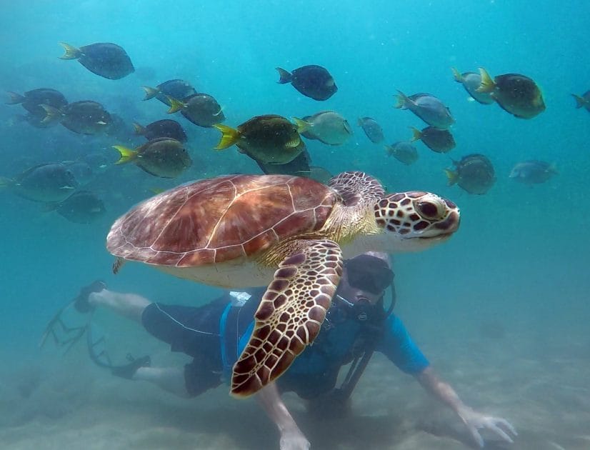 Snorkel con tortugas 